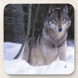 Noord-Amerika, Canada, Oost-Canada, Grijze wolf Drankjes Onderzetter
