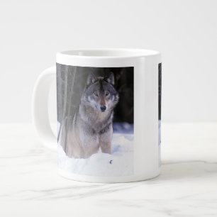 Noord-Amerika, Canada, Oost-Canada, Grijze wolf Grote Koffiekop