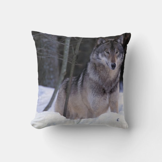 Noord-Amerika, Canada, Oost-Canada, Grijze wolf Kussen (Voorkant)