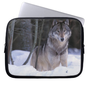 Noord-Amerika, Canada, Oost-Canada, Grijze wolf Laptop Sleeve
