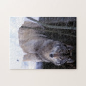Noord-Amerika, Canada, Oost-Canada, Grijze wolf Legpuzzel (Horizontaal)