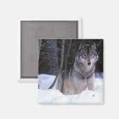 Noord-Amerika, Canada, Oost-Canada, Grijze wolf Magneet (Voorkant / Achterkant)