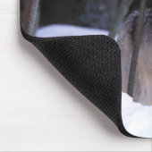 Noord-Amerika, Canada, Oost-Canada, Grijze wolf Muismat (Hoek)