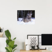 Noord-Amerika, Canada, Oost-Canada, Grijze wolf Poster (Thuiskantoor)