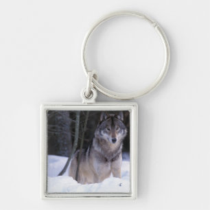 Noord-Amerika, Canada, Oost-Canada, Grijze wolf Sleutelhanger