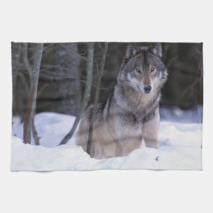 Noord-Amerika, Canada, Oost-Canada, Grijze wolf Theedoek
