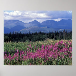 Noord-Amerika, Canada, Yukon. Bloeiende wilgenroos Poster