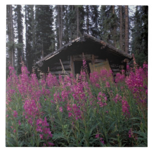 Noord-Amerika, Canada, Yukon. Verlaten valletjes Tegeltje