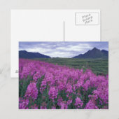 Noord-Amerika, Canada, Yukon. Vuurbloemen Briefkaart (Voorkant / Achterkant)