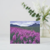 Noord-Amerika, Canada, Yukon. Vuurbloemen Briefkaart (Staand voorkant)