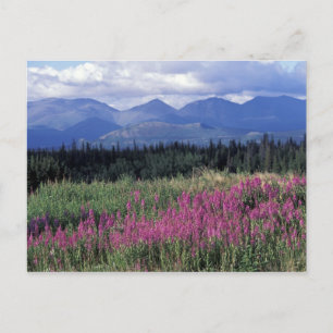 Noord-Amerika, Canada, Yukon. Vuurbloemen Briefkaart