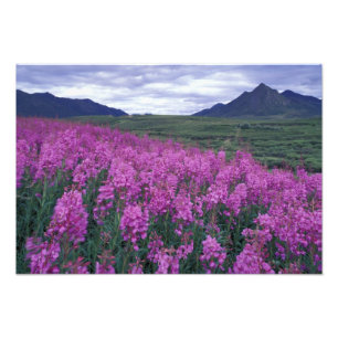 Noord-Amerika, Canada, Yukon. Vuurbloemen Foto Afdruk