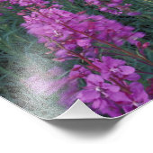 Noord-Amerika, Canada, Yukon. Vuurbloemen Foto Afdruk (Hoek)