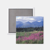 Noord-Amerika, Canada, Yukon. Vuurbloemen Magneet (Voorkant / Achterkant)