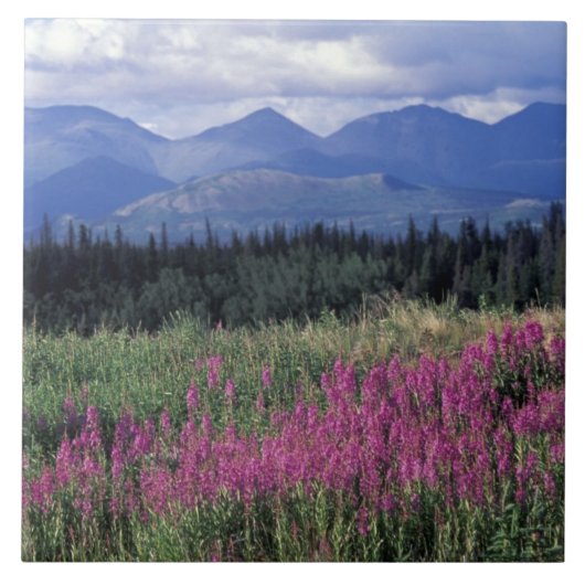 Noord-Amerika, Canada, Yukon. Vuurbloemen Tegeltje (Voorkant)