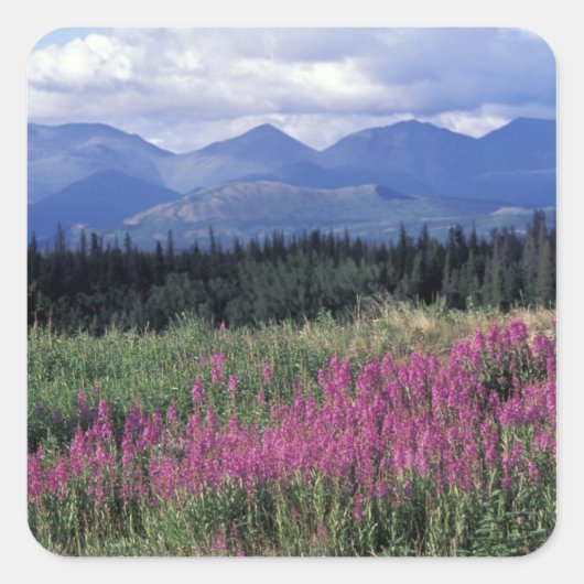 Noord-Amerika, Canada, Yukon. Vuurbloemen Vierkante Sticker (Voorkant)