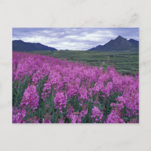 Noord-Amerika, Canada, Yukon. Wilgenroosje bloeit Briefkaart