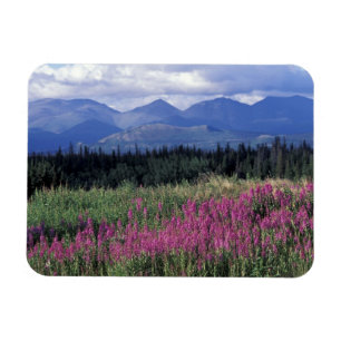 Noord-Amerika, Canada, Yukon. Wilgenroosje bloeit Magneet