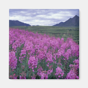 Noord-Amerika, Canada, Yukon. Wilgenroosje bloeit Magneet