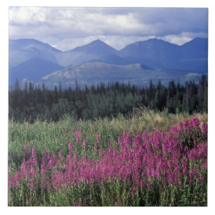 Noord-Amerika, Canada, Yukon. Wilgenroosje bloeit Tegeltje