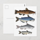 Noord-Amerika Catfish Groep Briefkaart (Voorkant / Achterkant)