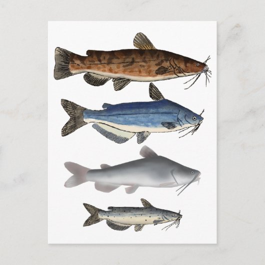 Noord-Amerika Catfish Groep Briefkaart (Voorkant)