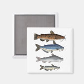 Noord-Amerika Catfish Groep Magneet (Voorkant / Achterkant)