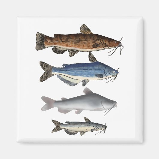 Noord-Amerika Catfish Groep Magneet (Voorkant)
