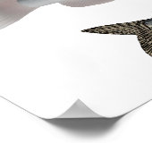 Noord-Amerika Catfish Groep Poster (Hoek)