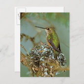 Noord-Amerika, de V.S., Alaska. Rufous Zoemende Briefkaart (Voorkant / Achterkant)