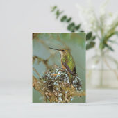 Noord-Amerika, de V.S., Alaska. Rufous Zoemende Briefkaart (Staand voorkant)