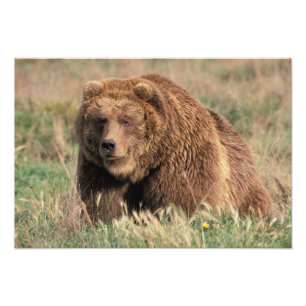 Noord-Amerika, de Verenigde Staten, Alaska, Kodiak Foto Afdruk