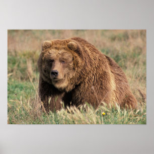 Noord-Amerika, de Verenigde Staten, Alaska, Kodiak Poster