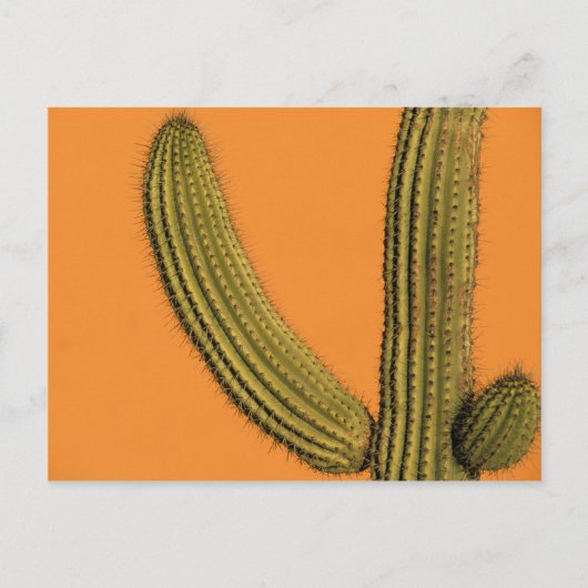 Noord-Amerika, Mexico, Baja California, Cabo Briefkaart (Voorkant)