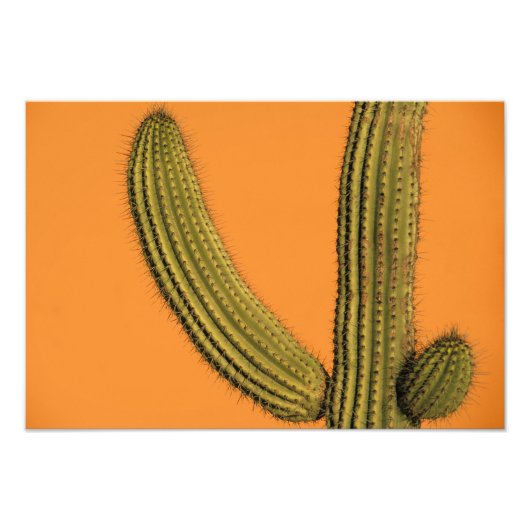 Noord-Amerika, Mexico, Baja California, Cabo Foto Afdruk (Voorkant)