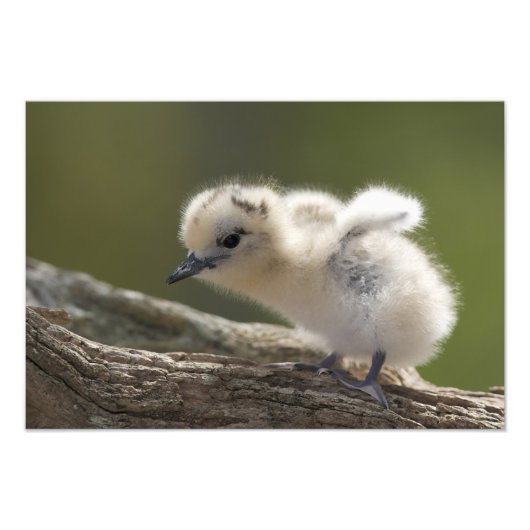 Noord-Amerika, Noordwestelijke Hawaiiaanse eilande Foto Afdruk (Voorkant)