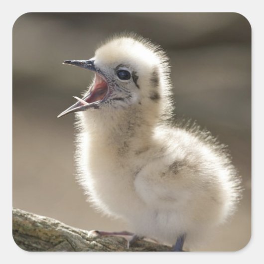 Noord-Amerika, Noordwestelijke Hawaiiaanse eilande Vierkante Sticker (Voorkant)