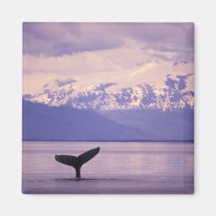 Noord-Amerika, Verenigde Staten, Alaska, Inside Pa Magneet