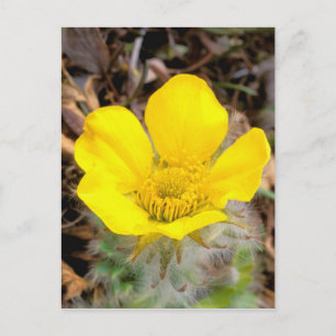 Noord-Amerika, Verenigde Staten, Alaska, Nationale Briefkaart