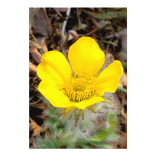 Noord-Amerika, Verenigde Staten, Alaska, Nationale Foto Afdruk