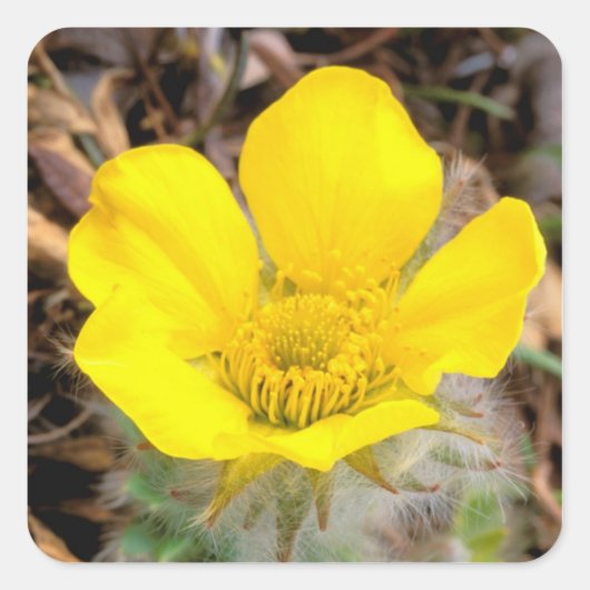 Noord-Amerika, Verenigde Staten, Alaska, Nationale Vierkante Sticker (Voorkant)