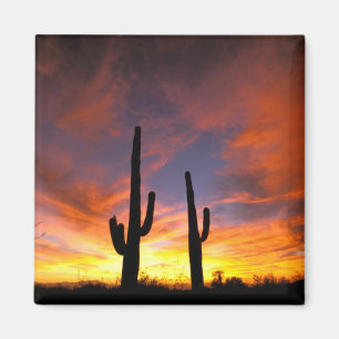 Noord-Amerika, Verenigde Staten, Arizona, Sonorawo Magneet