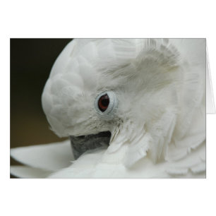 Noord-Amerika, Verenigde Staten, Florida, St. Augu