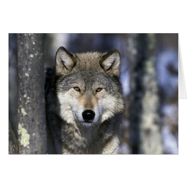 Noord-Amerika, Verenigde Staten, Minnesota. Wolf C (Voorkant Horizontaal)