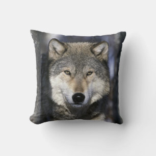 Noord-Amerika, Verenigde Staten, Minnesota. Wolf C Kussen