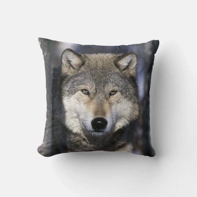 Noord-Amerika, Verenigde Staten, Minnesota. Wolf C Kussen (Voorkant)