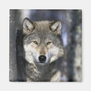 Noord-Amerika, Verenigde Staten, Minnesota. Wolf C Magneet