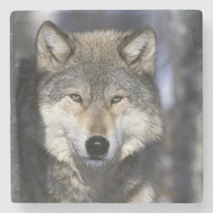 Noord-Amerika, Verenigde Staten, Minnesota. Wolf C Stenen Onderzetter
