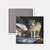 Noord-Amerika, Verenigde Staten, Minnesota. Wolf ( Magneet (Voorkant / Achterkant)