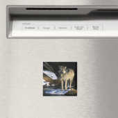 Noord-Amerika, Verenigde Staten, Minnesota. Wolf ( Magneet (Insitu (Vaatwasser))